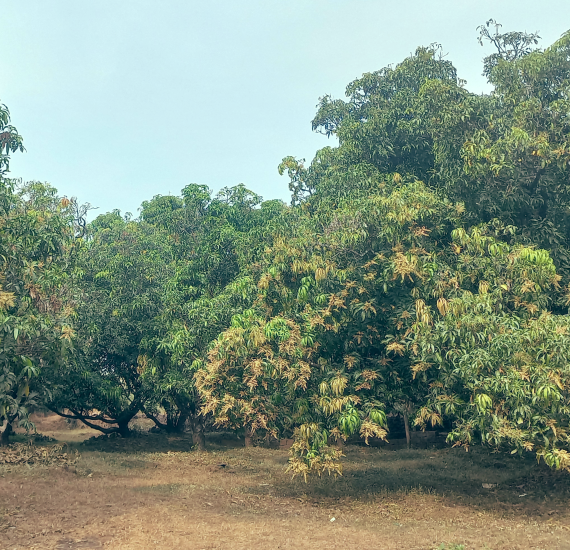 alphonso mango pulp